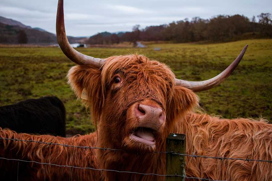 Hairy coo looking shocked in the Scottish Highlands